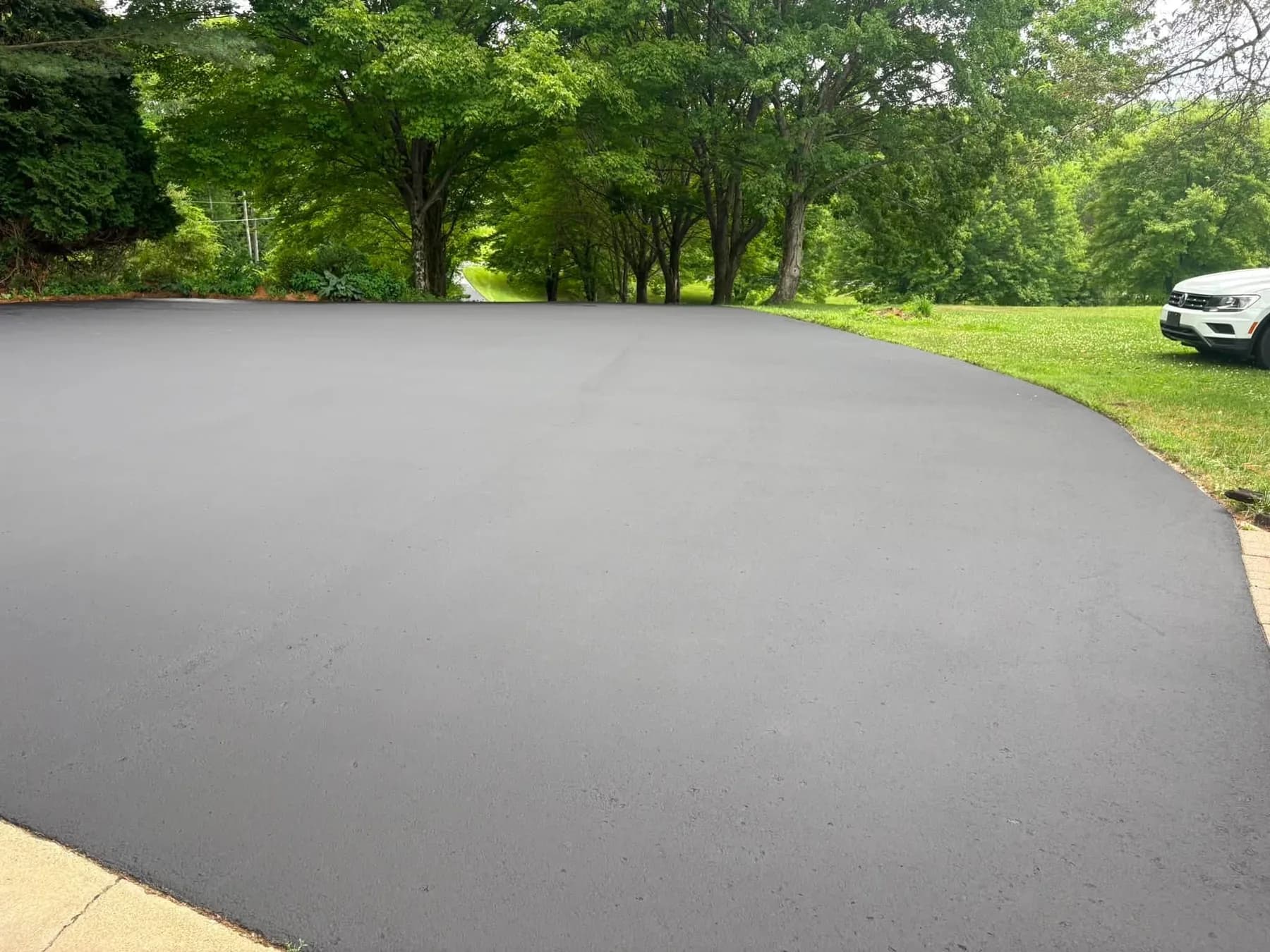 Tree-Lined Black